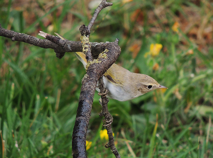 Lu bianco / Phylloscopus bonelli (Sylvidae)